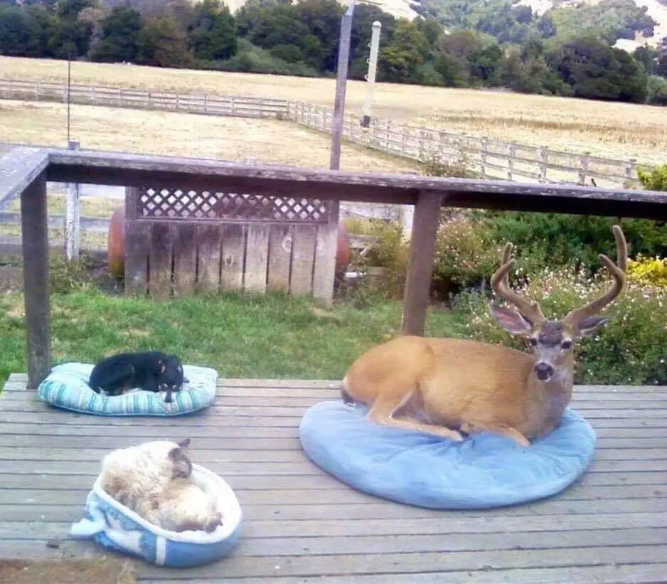 Image credit: Reddit | Moby-King