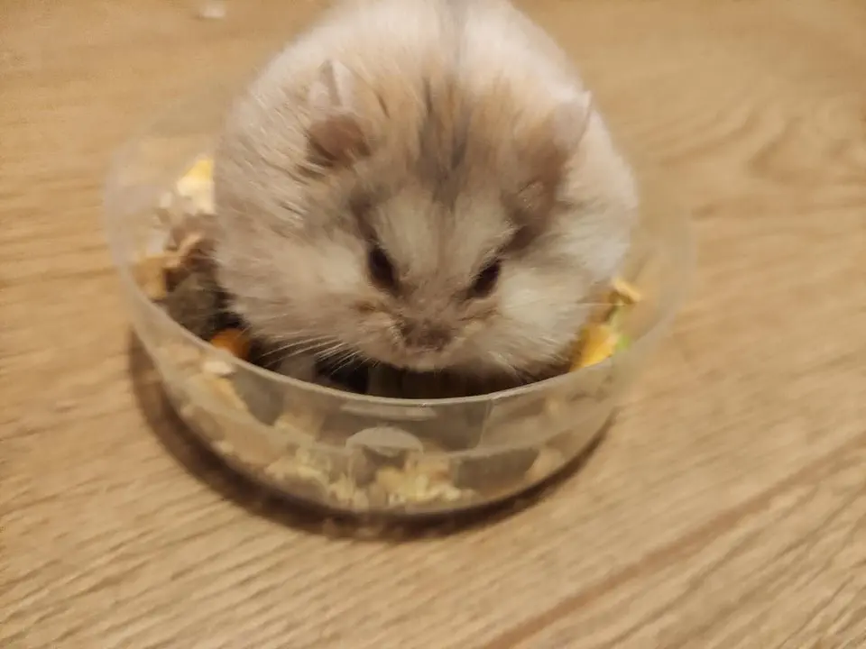 Image credit: Reddit |Potato_Cat
