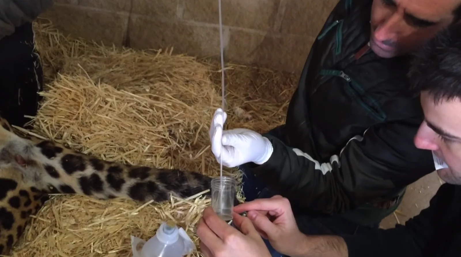 Image credit: YouTube | Veterinario Online