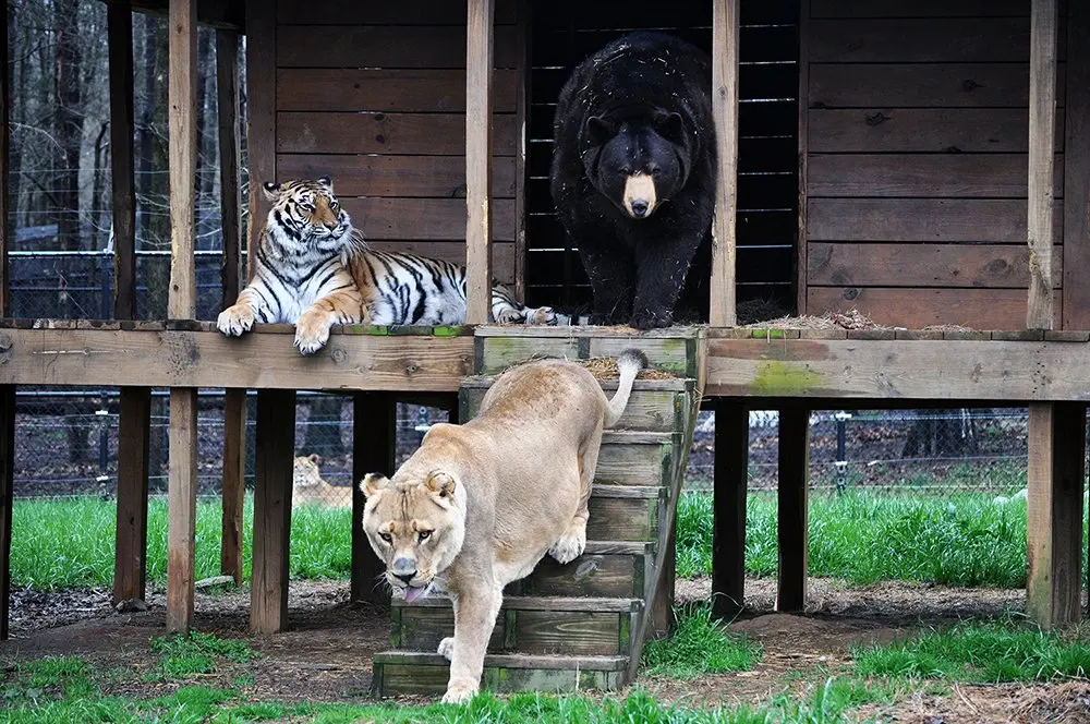 Image credit: Facebook | Noah's Ark Animal Sanctuary