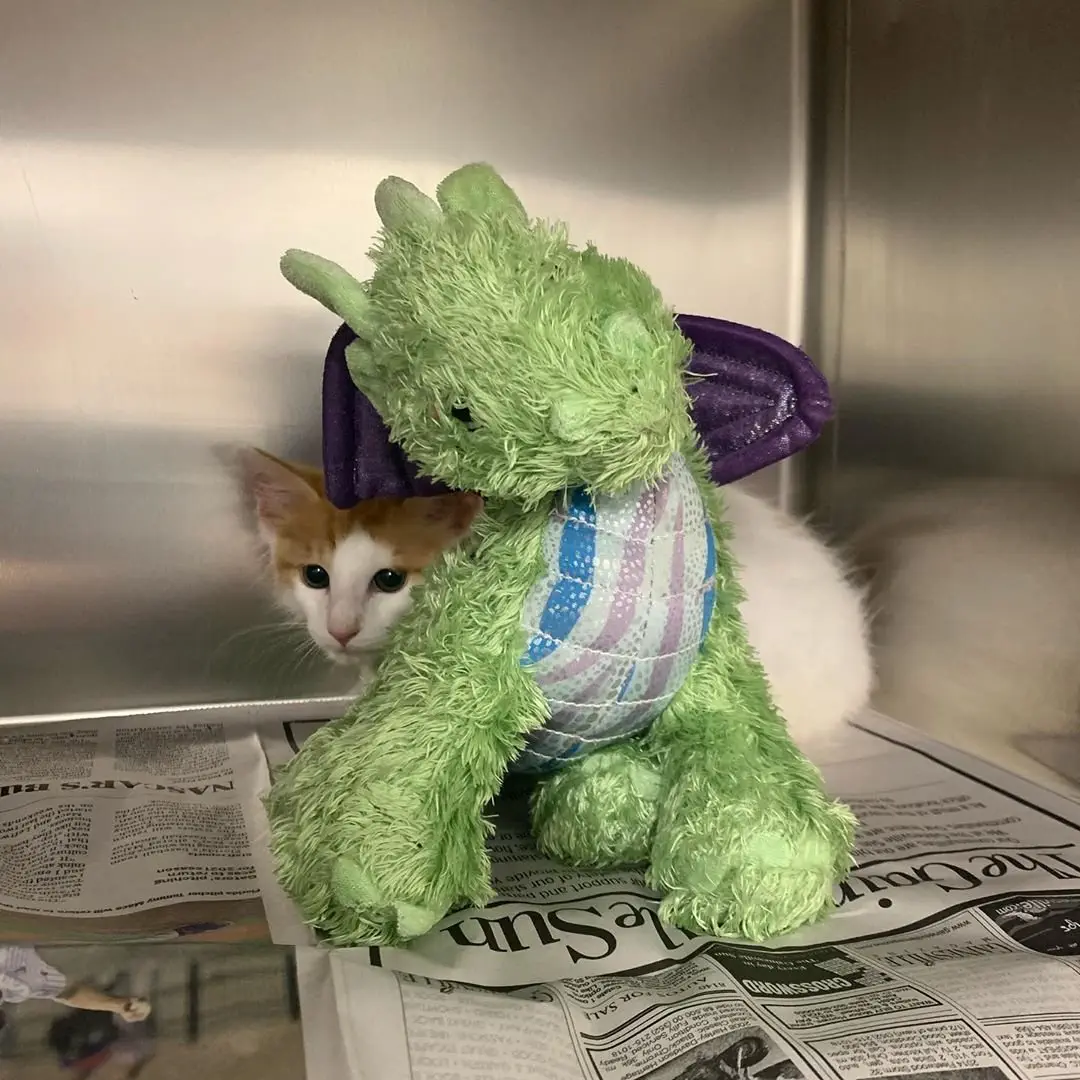 Image credit: Instagram | @operationcatnipgville