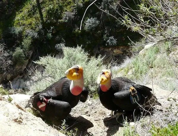 Image credit: USFWS Pacific Southwest Region