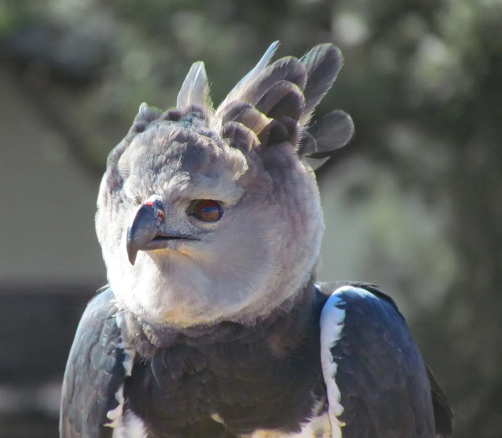 Image credit: https://diplycom5cc47.zapwp.com/q:i/r:0/wp:1/w:1/u:https://commons.wikimedia.org/wiki/File:Harpia_harpyja_-falconry_-head-8a.jpg
