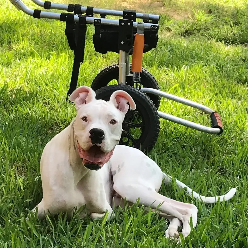 Image credit: Instagram | @nubbydogrules