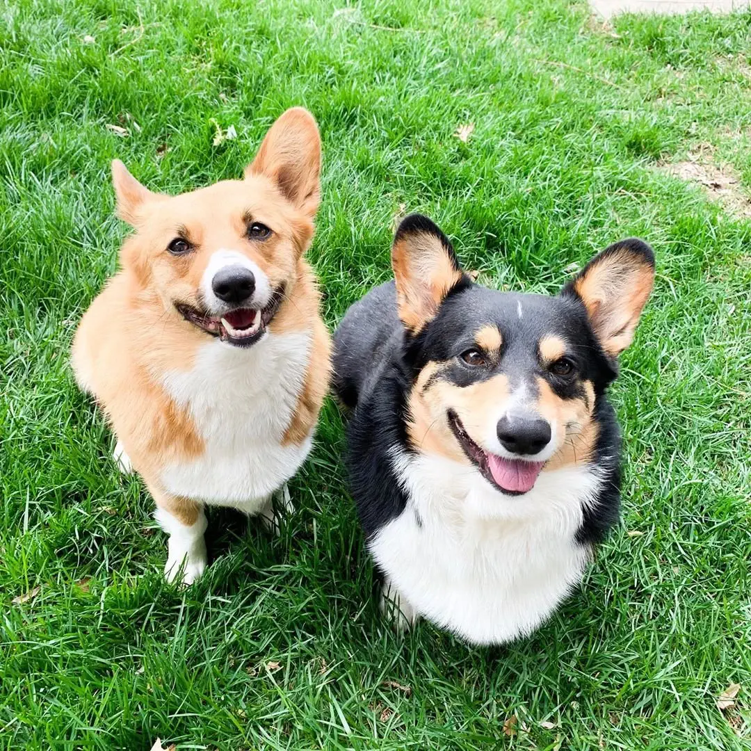 Image credit: Instagram | @dangercorgi