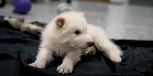 Genetically created 'dire wolf'