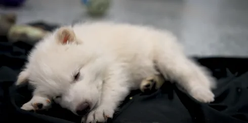 Genetically created 'dire wolf'