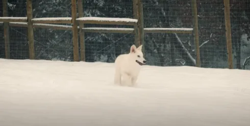 Genetically created 'dire wolf'