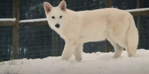 Genetically created 'dire wolf'