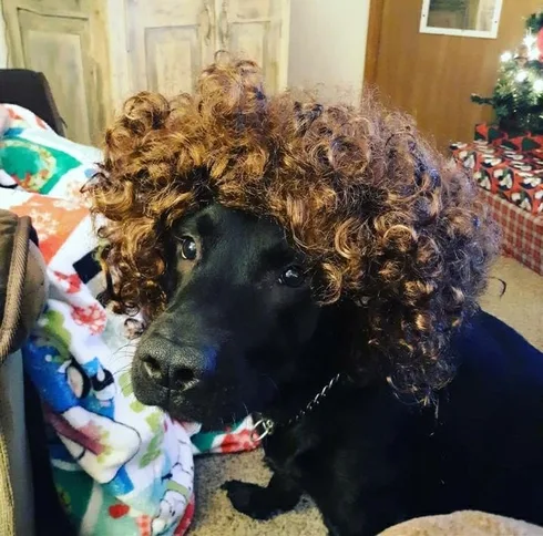 Image credit: Reddit | BoutTreeFiddyyyy