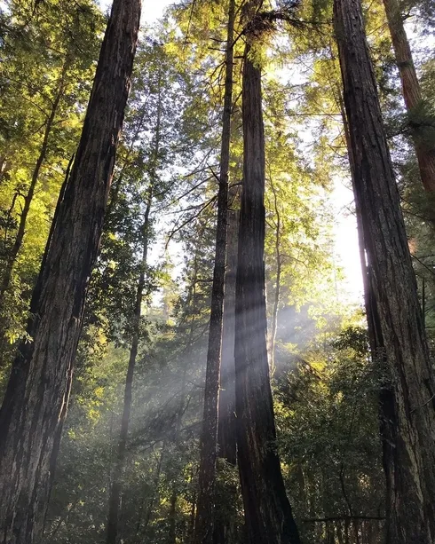 Image credit: Instagram | @bigbasin_sp