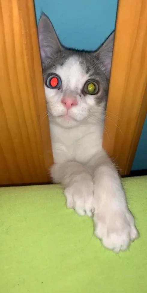 Image credit: Reddit | Chazmandar
