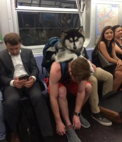 Image credit: Instagram | @subwaycreatures