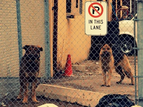Image credit: https://commons.wikimedia.org/wiki/File:Guard_Dogs%3F_(5524906882).jpg