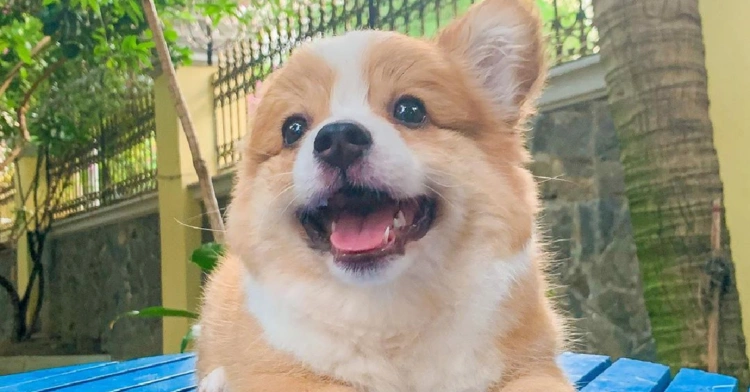 Meet Baby, The Cutest Little Corgi Whose Personality Is Bigger Than She Is