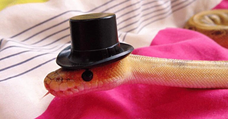 15+ Snakes Just Sssstylin’ In Hats
