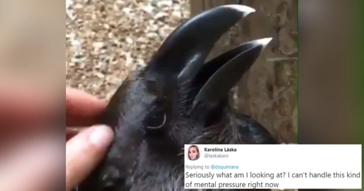 Mind-Boggling Video Sparks Debate Over Whether Animal Is A Rabbit Or A Raven