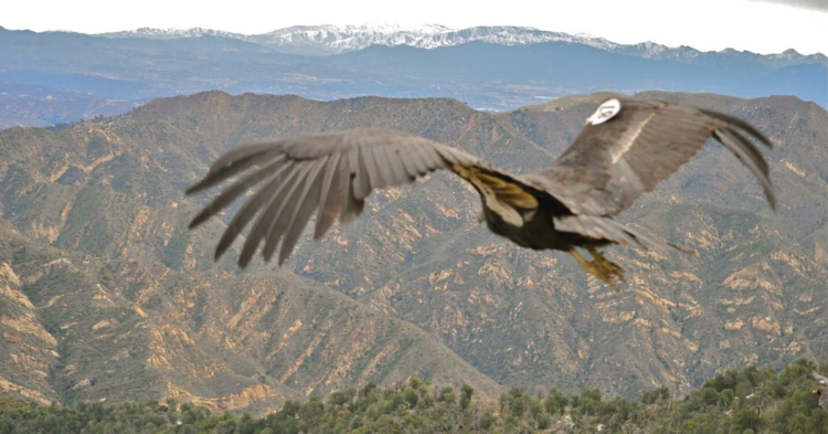 Flickr | Kim Valverde/USFWS