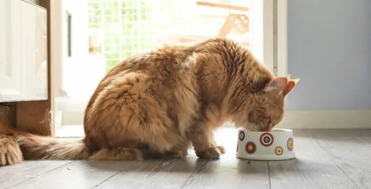 cat eating